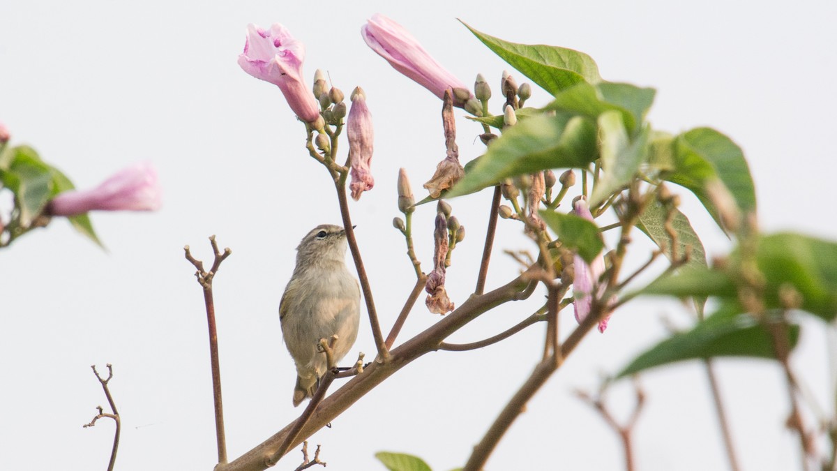 Booted Warbler - ML139423631