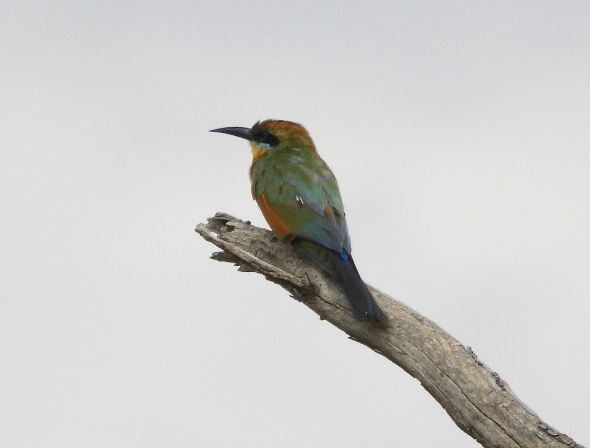 Rainbow Bee-eater - ML139423971