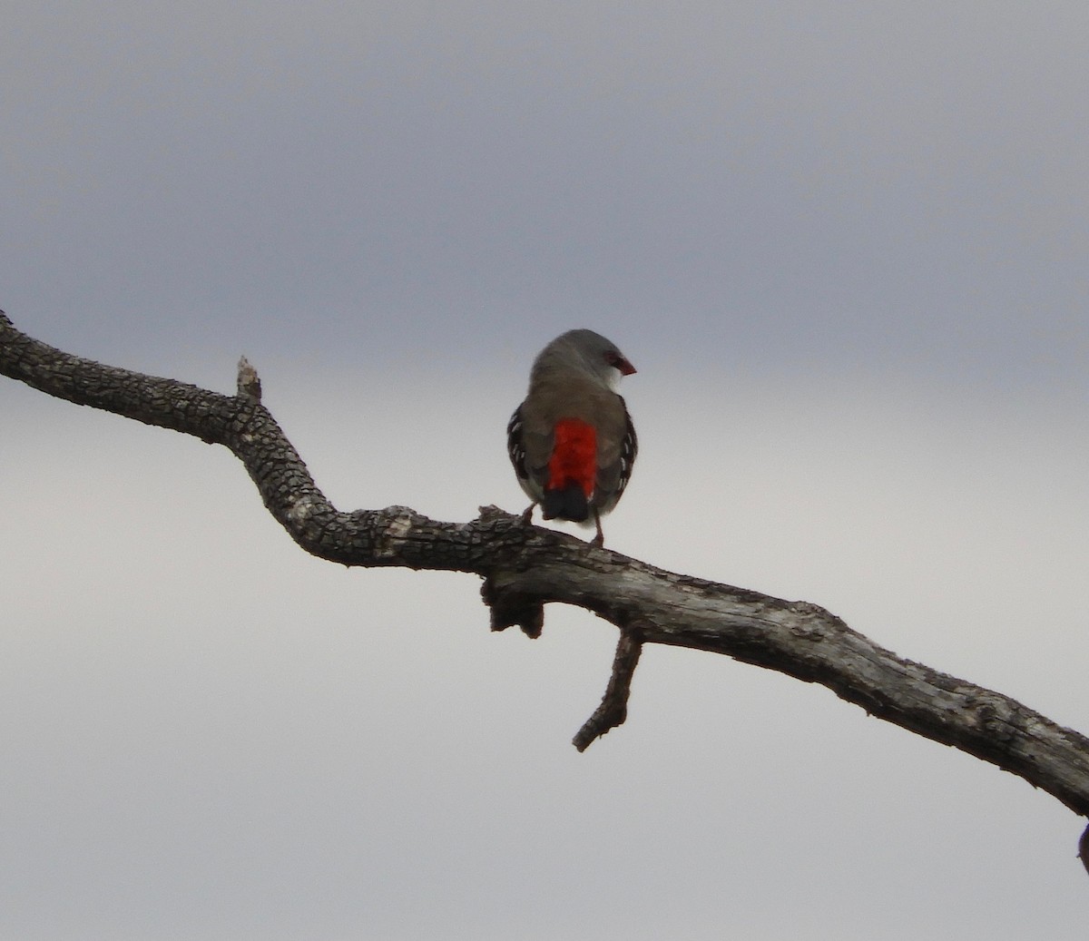 Diamond Firetail - ML139423991