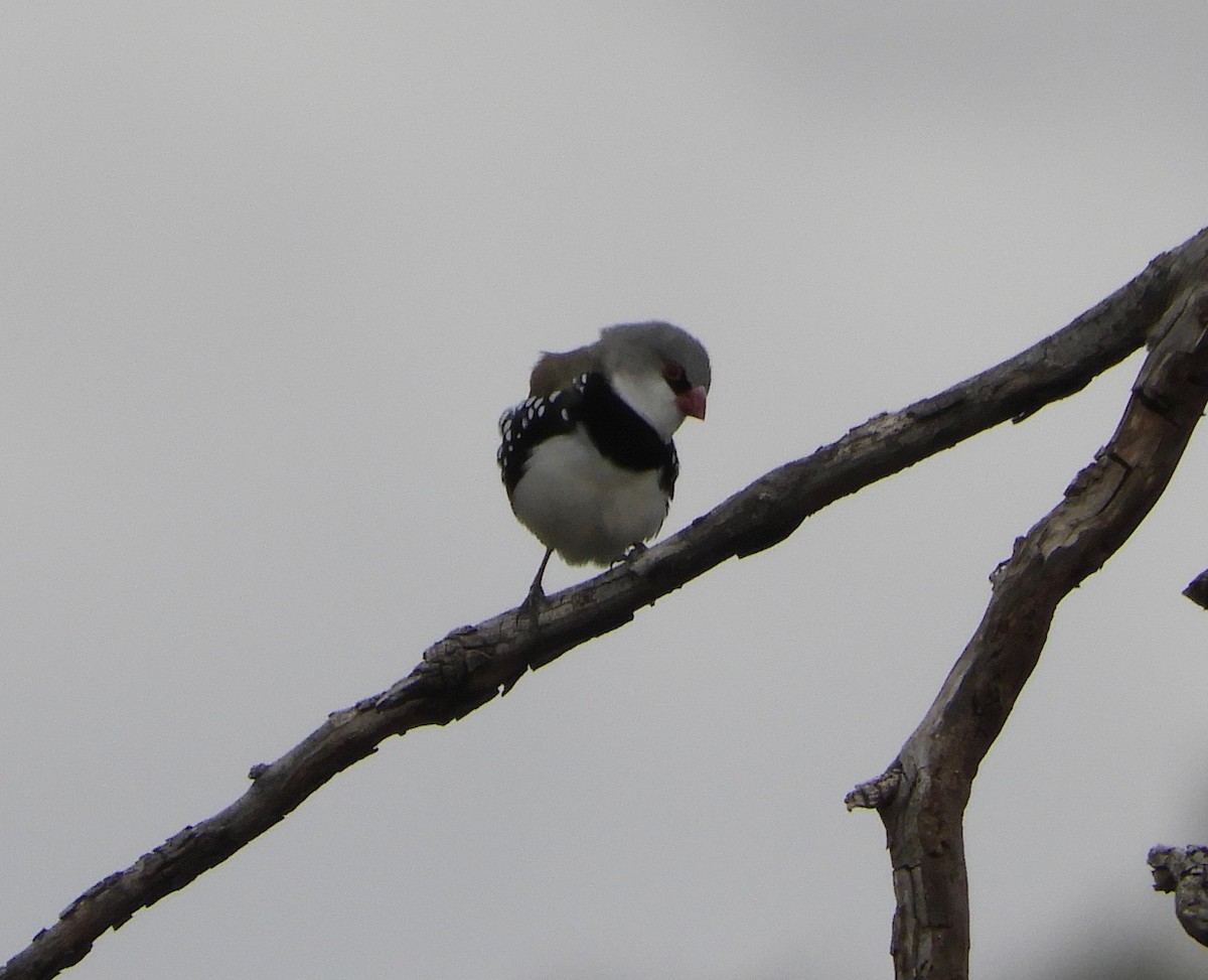 Diamond Firetail - ML139424001