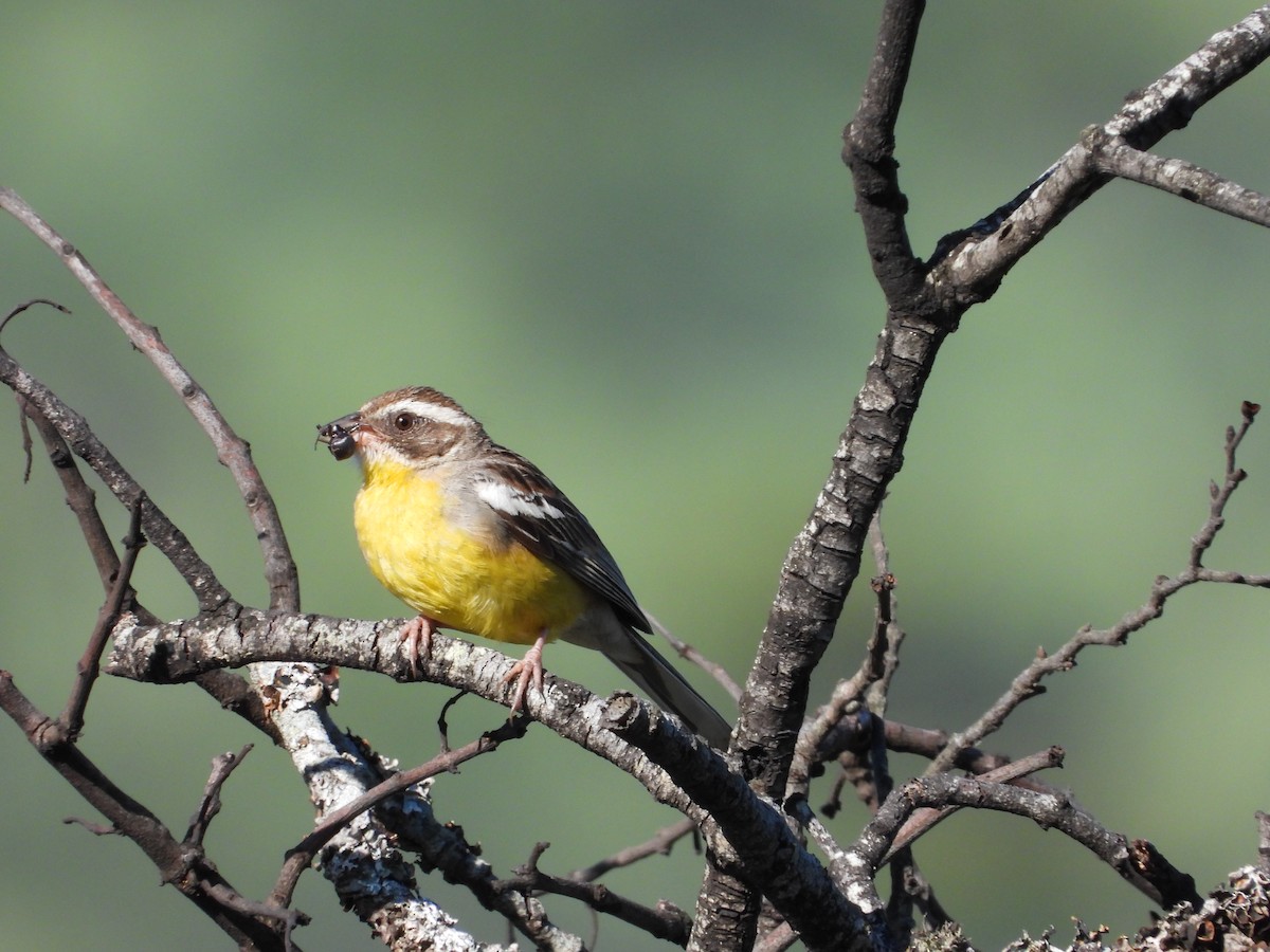 Cabanis's Bunting - GARY DOUGLAS