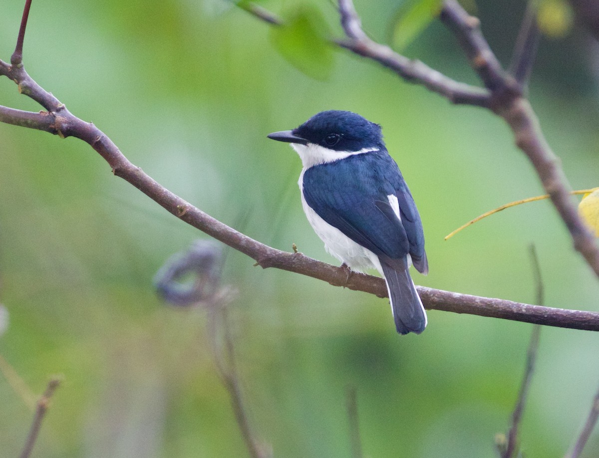 Black-winged Flycatcher-shrike - ML139424831