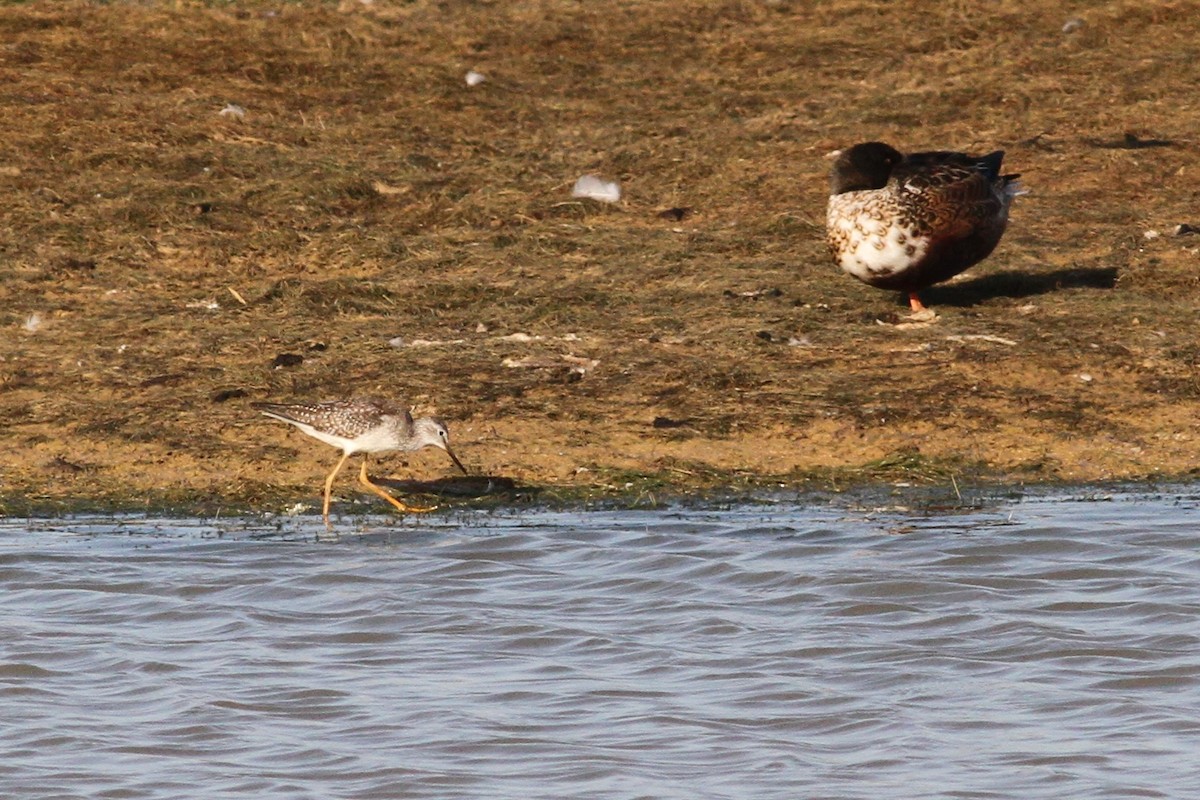 Lesser Yellowlegs - ML139425501