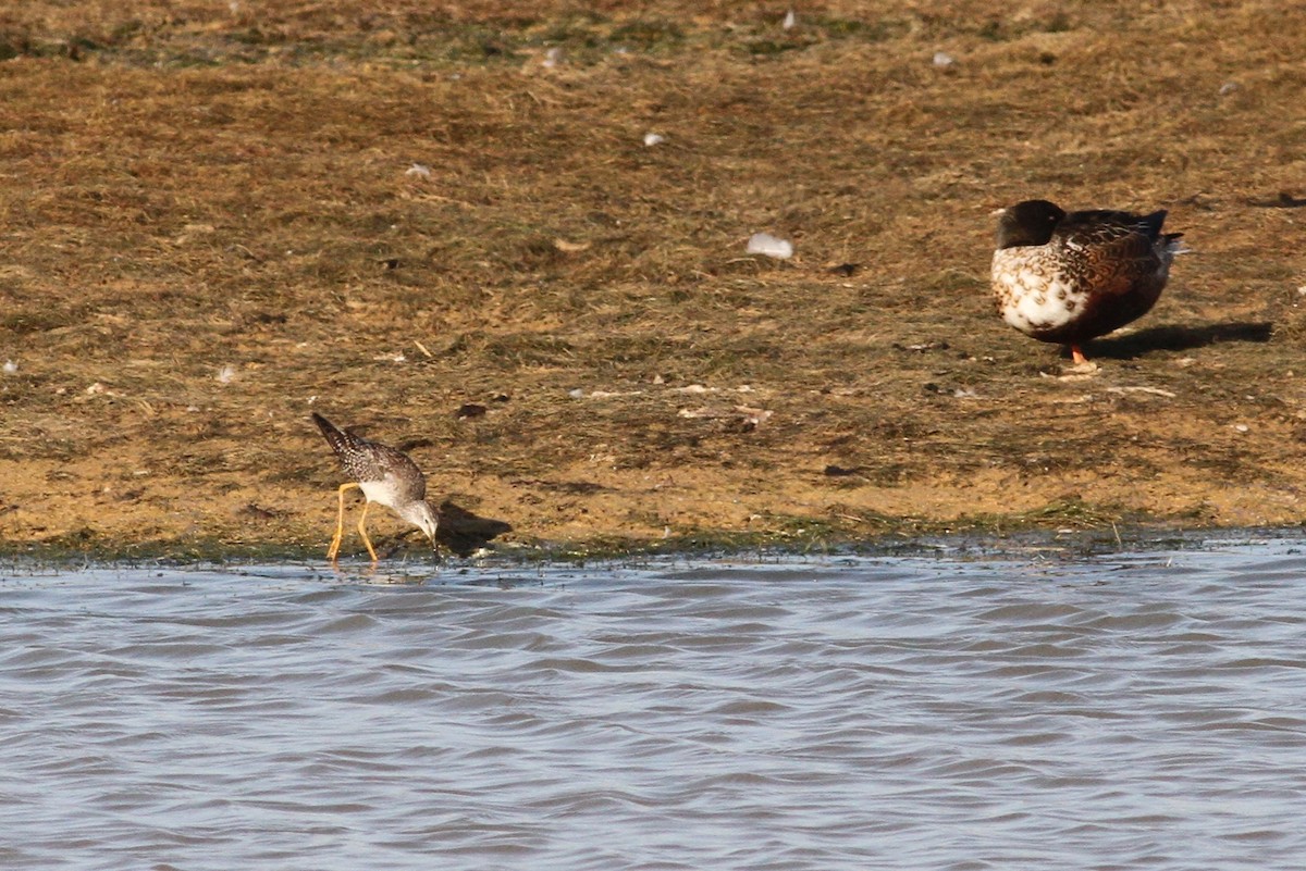 Lesser Yellowlegs - ML139425511