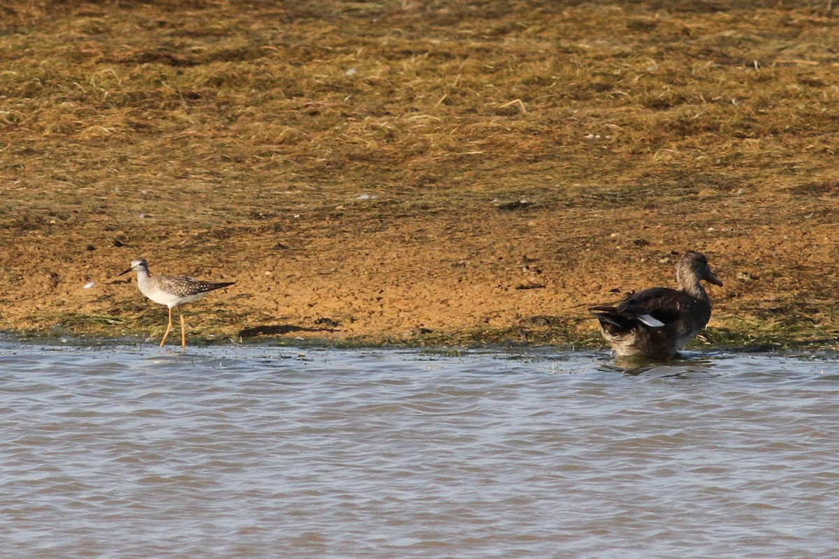 Lesser Yellowlegs - Daniel Melchert