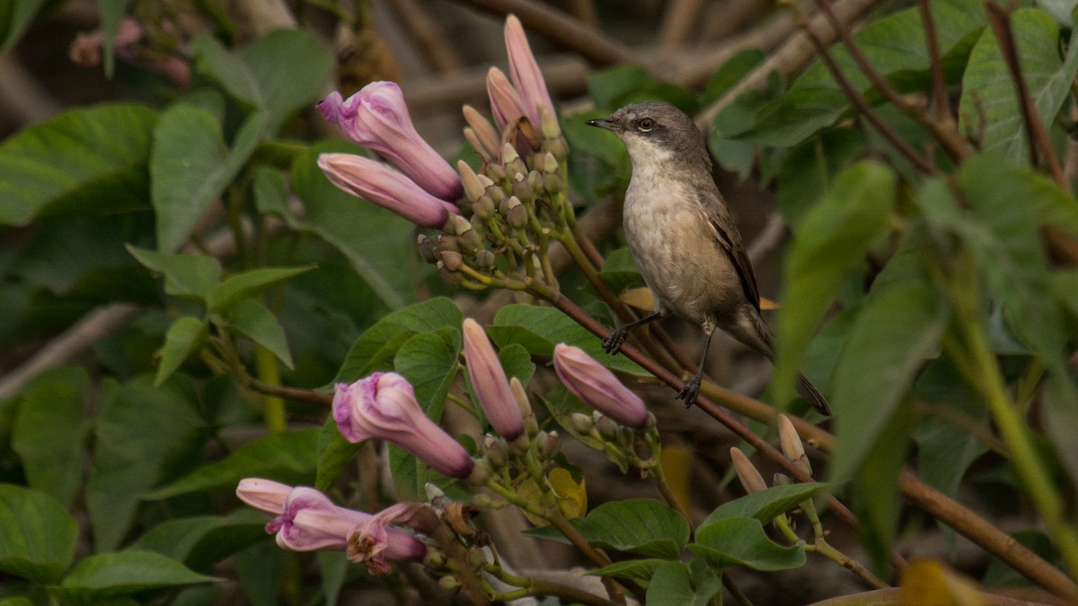 Lesser Whitethroat (Lesser) - ML139425851