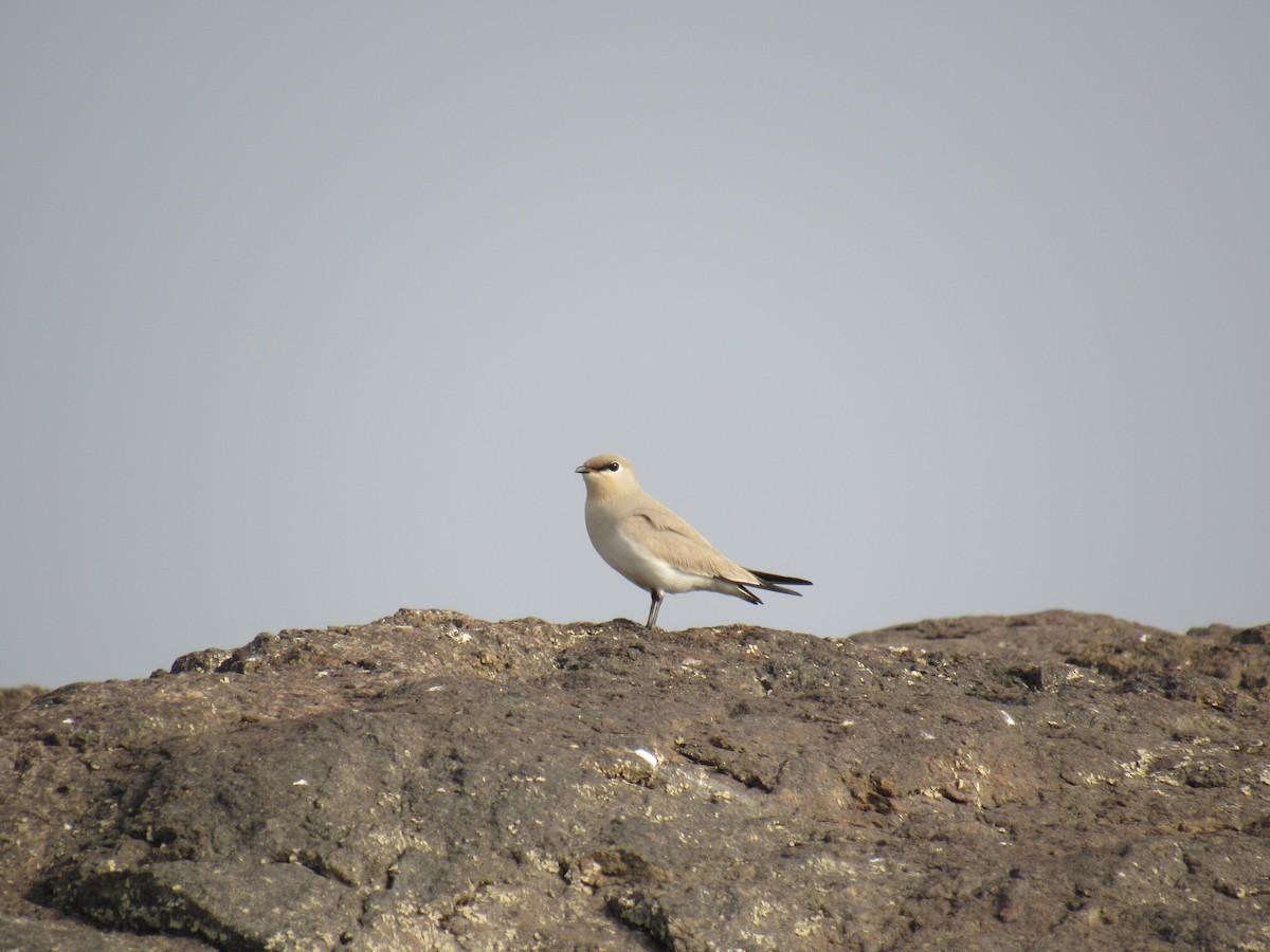 Small Pratincole - ML139428701