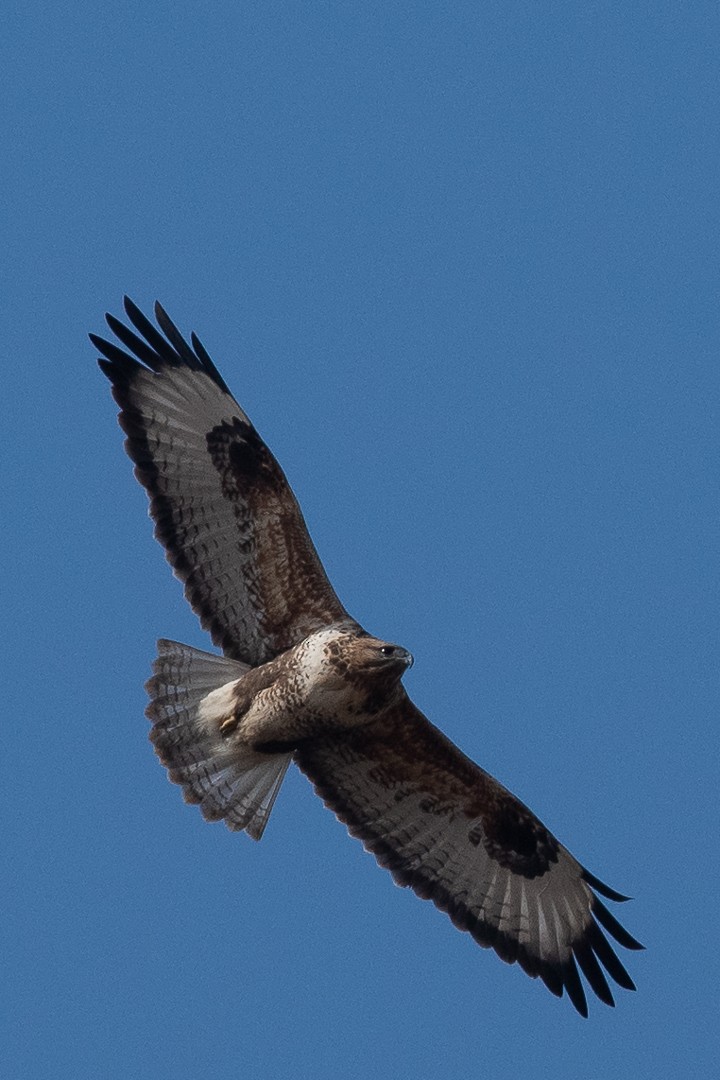 Upland Buzzard - Henrik Thorlund