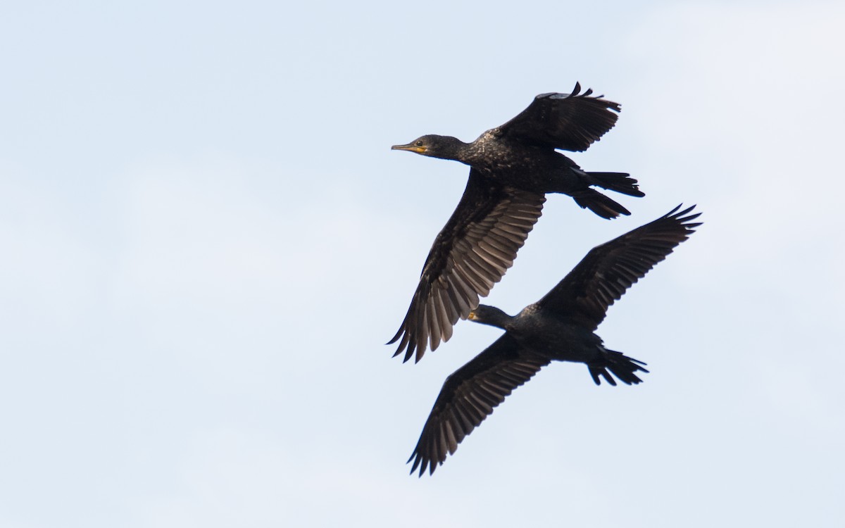 Cormoran à cou brun - ML139431201