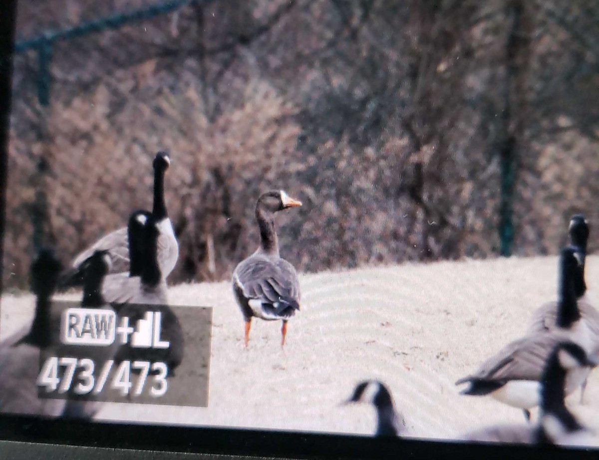 Greater White-fronted Goose - ML139433271