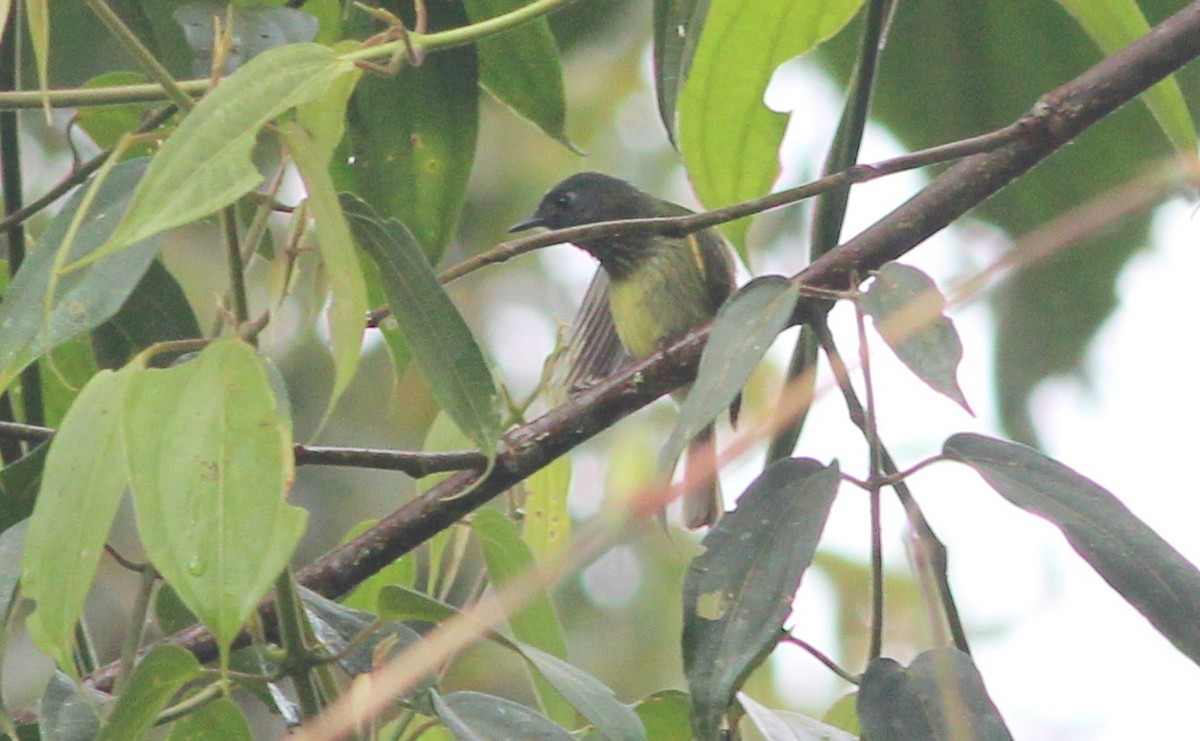 Streak-necked Flycatcher - ML139434341