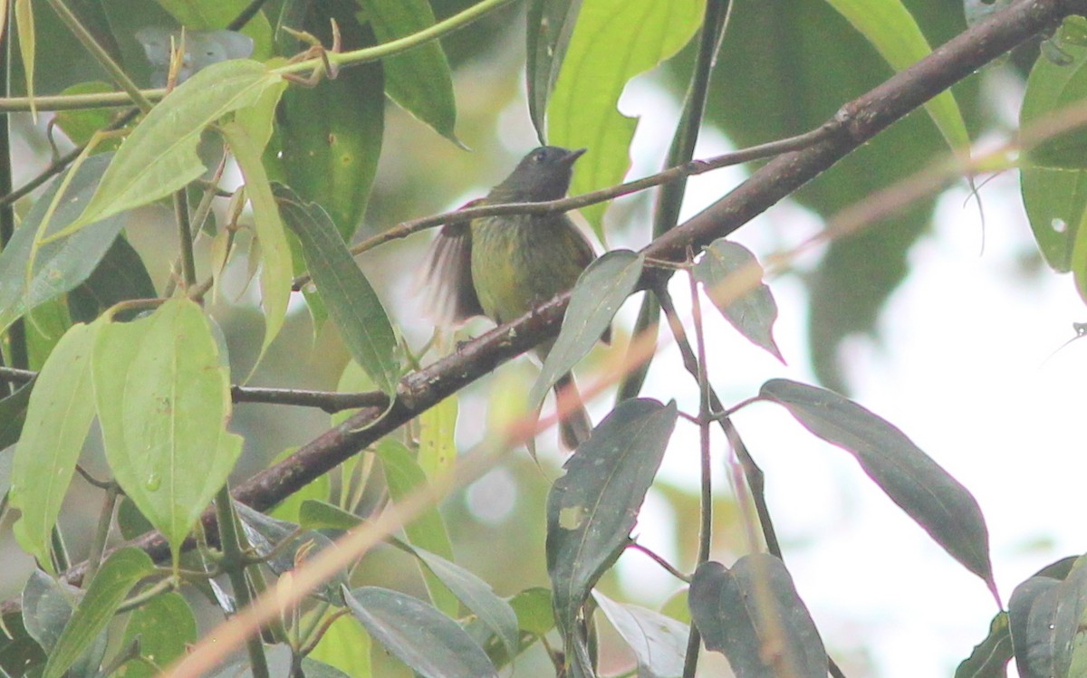 Streak-necked Flycatcher - ML139434351