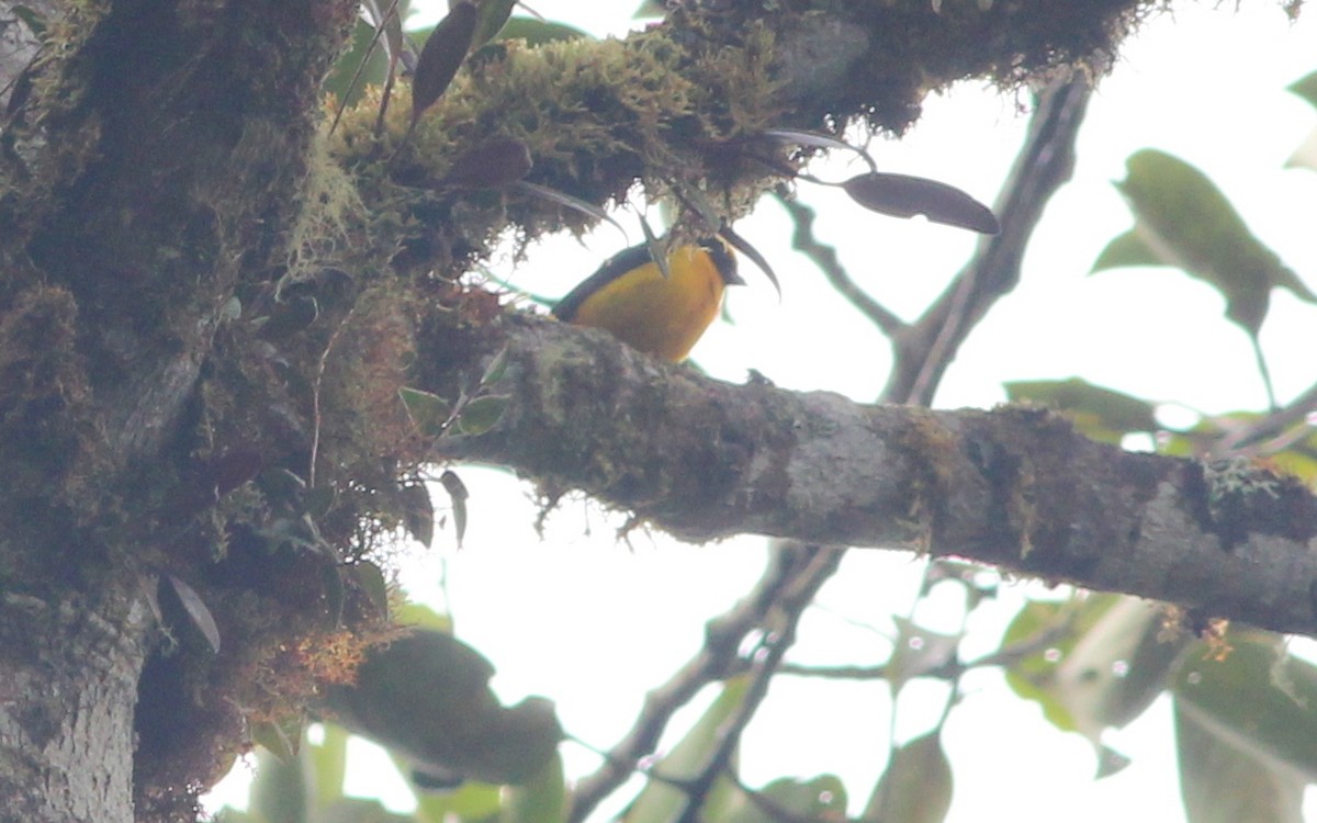 Orange-bellied Euphonia - ML139434391