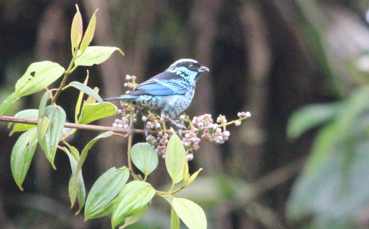 Beryl-spangled Tanager - ML139434471