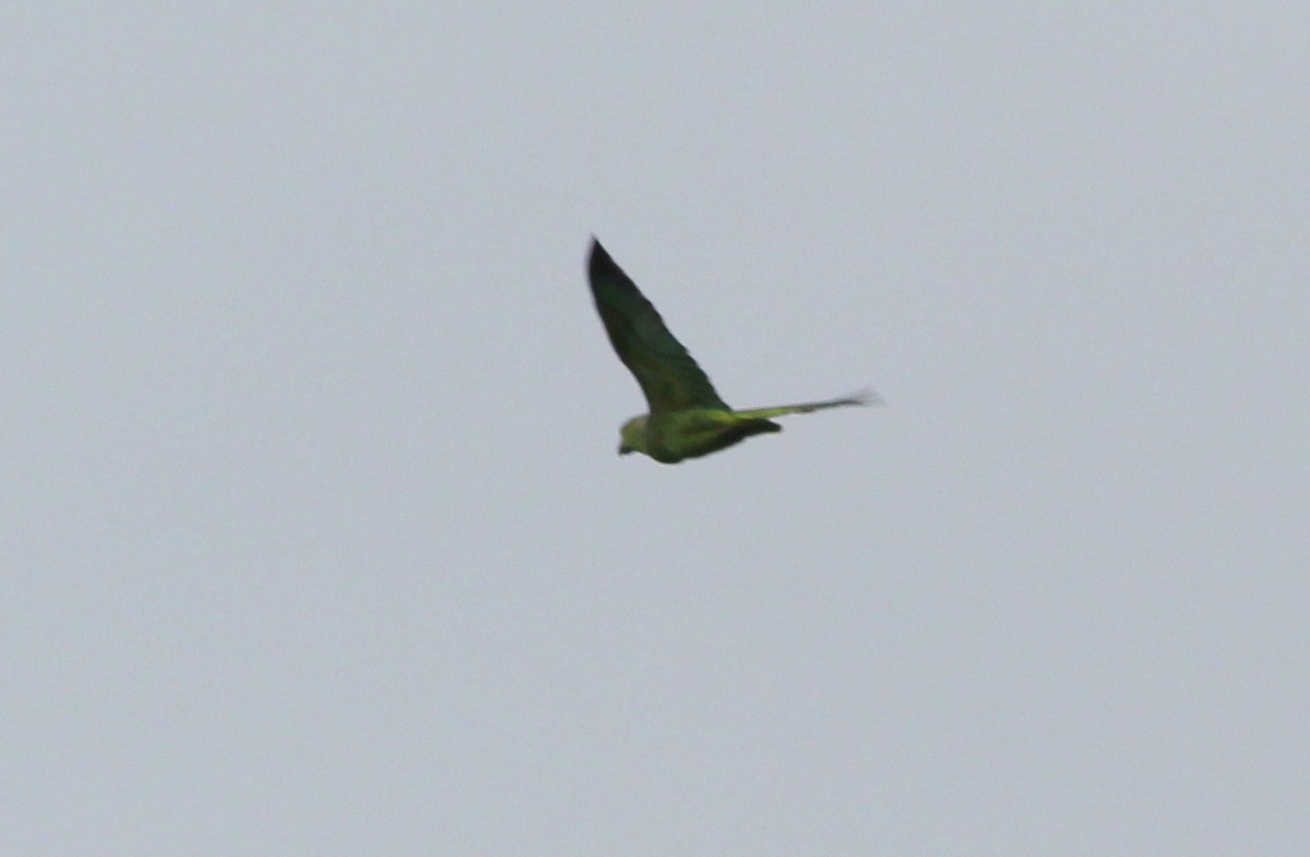 Scaly-naped Parrot - ML139434921