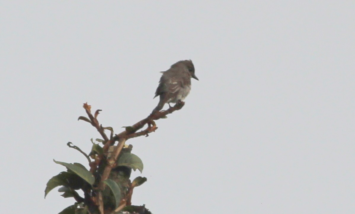 Olive-sided Flycatcher - ML139434971