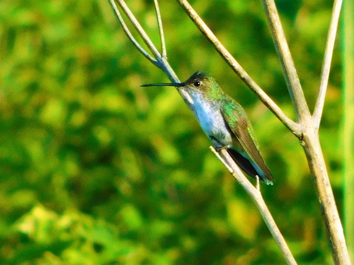 kolibřík bělobřichý - ML139435051