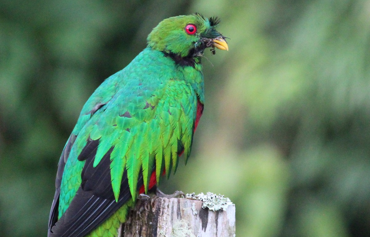 Crested Quetzal - ML139435141