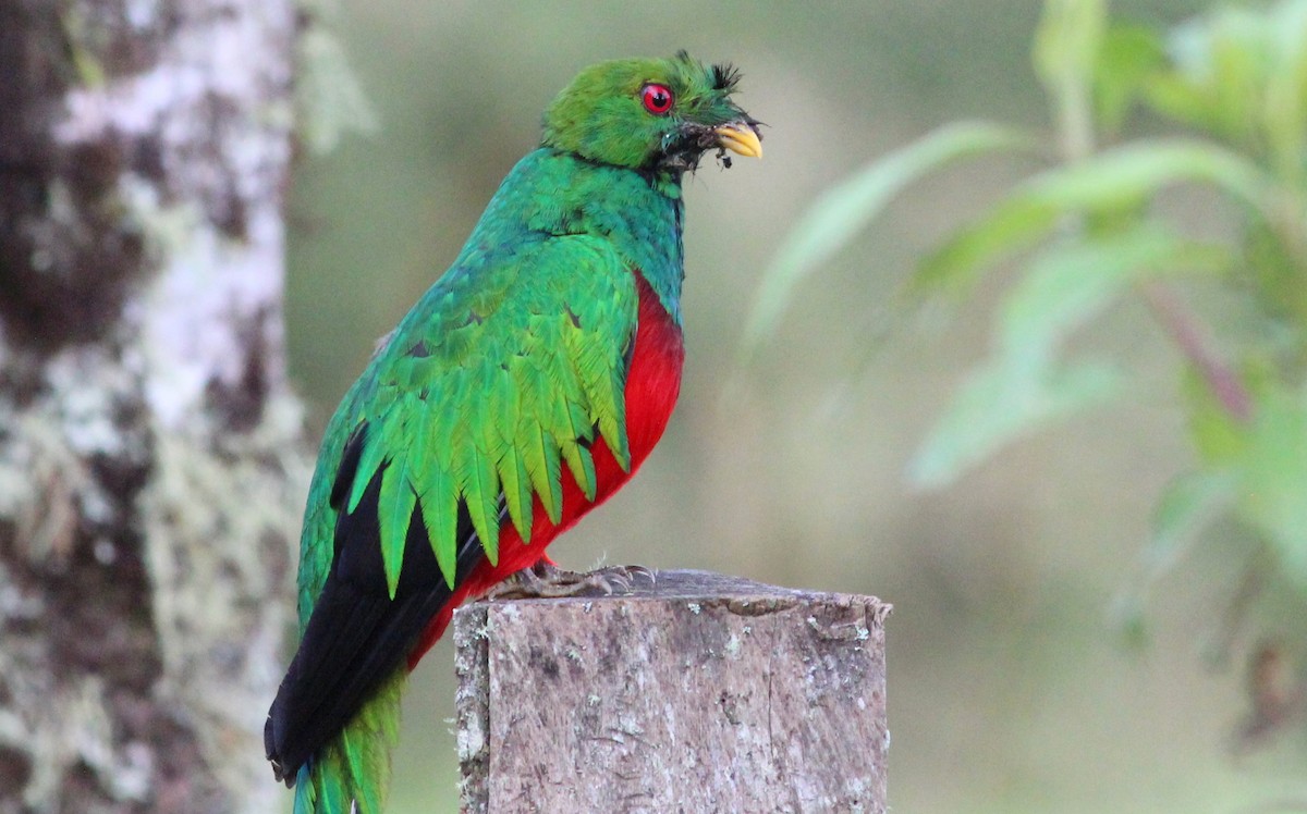 Crested Quetzal - ML139435171