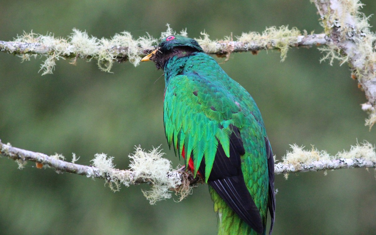 Crested Quetzal - ML139435191