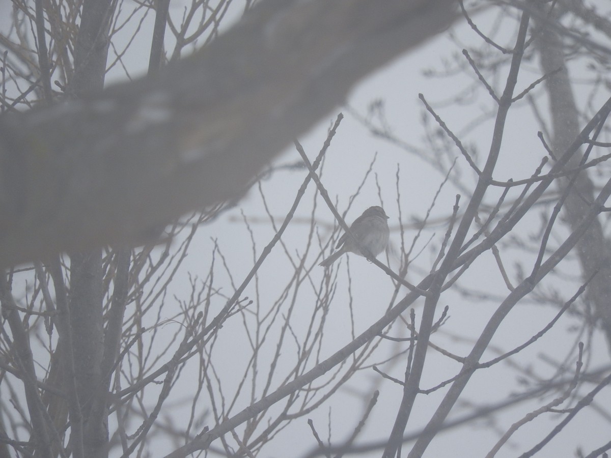 White-throated Sparrow - ML139435501