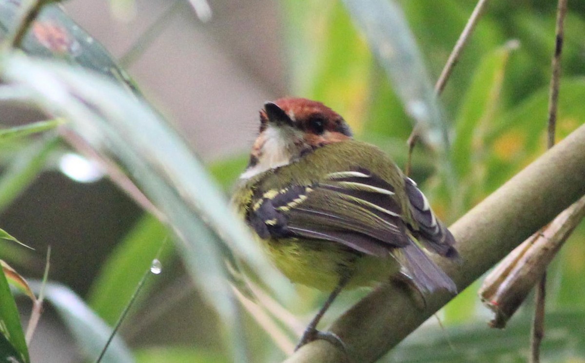 Rufous-crowned Tody-Flycatcher - Gary Leavens