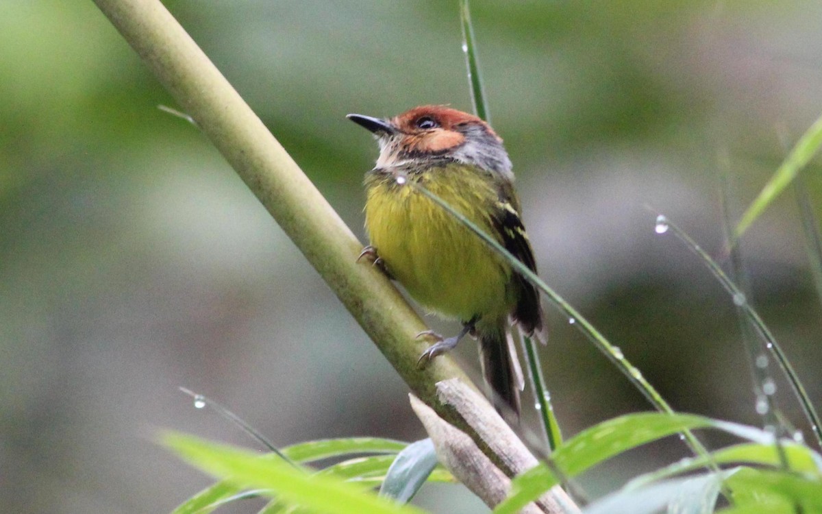 Rufous-crowned Tody-Flycatcher - Gary Leavens