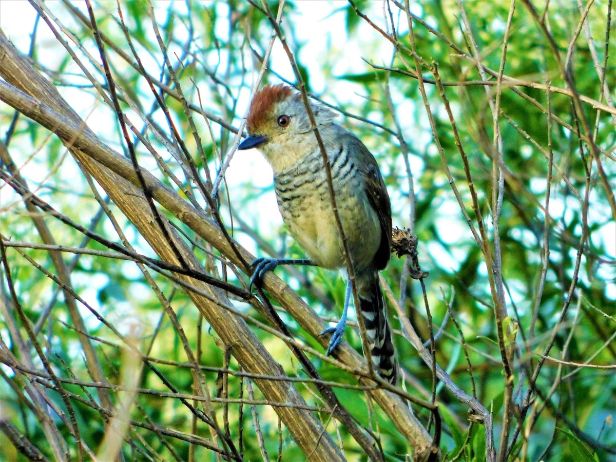 Rufous-capped Antshrike - ML139435941