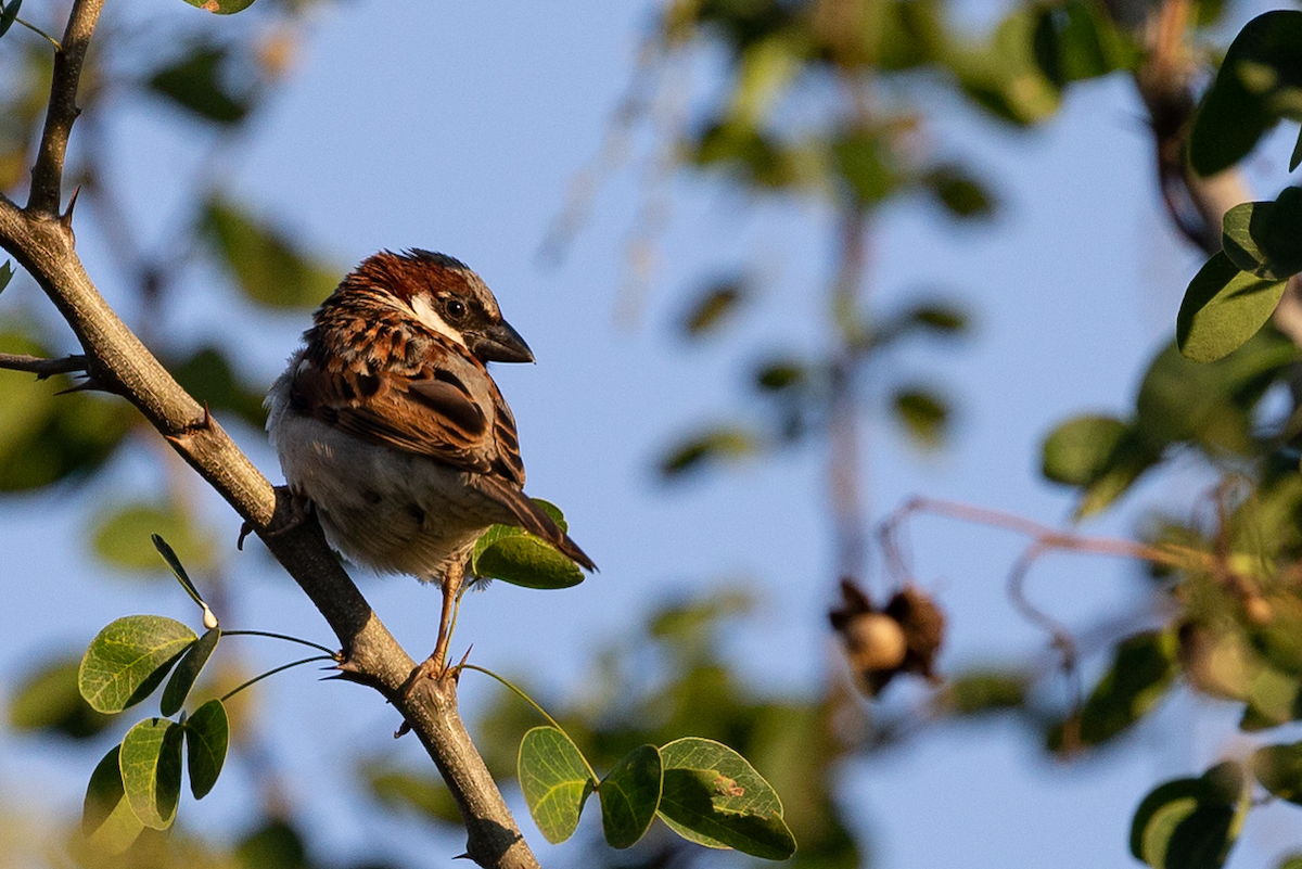 House Sparrow - ML139437161