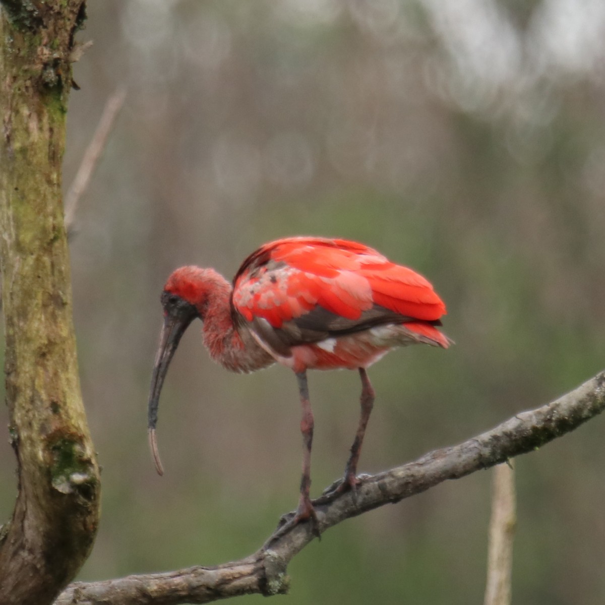 ibis rudý - ML139437381