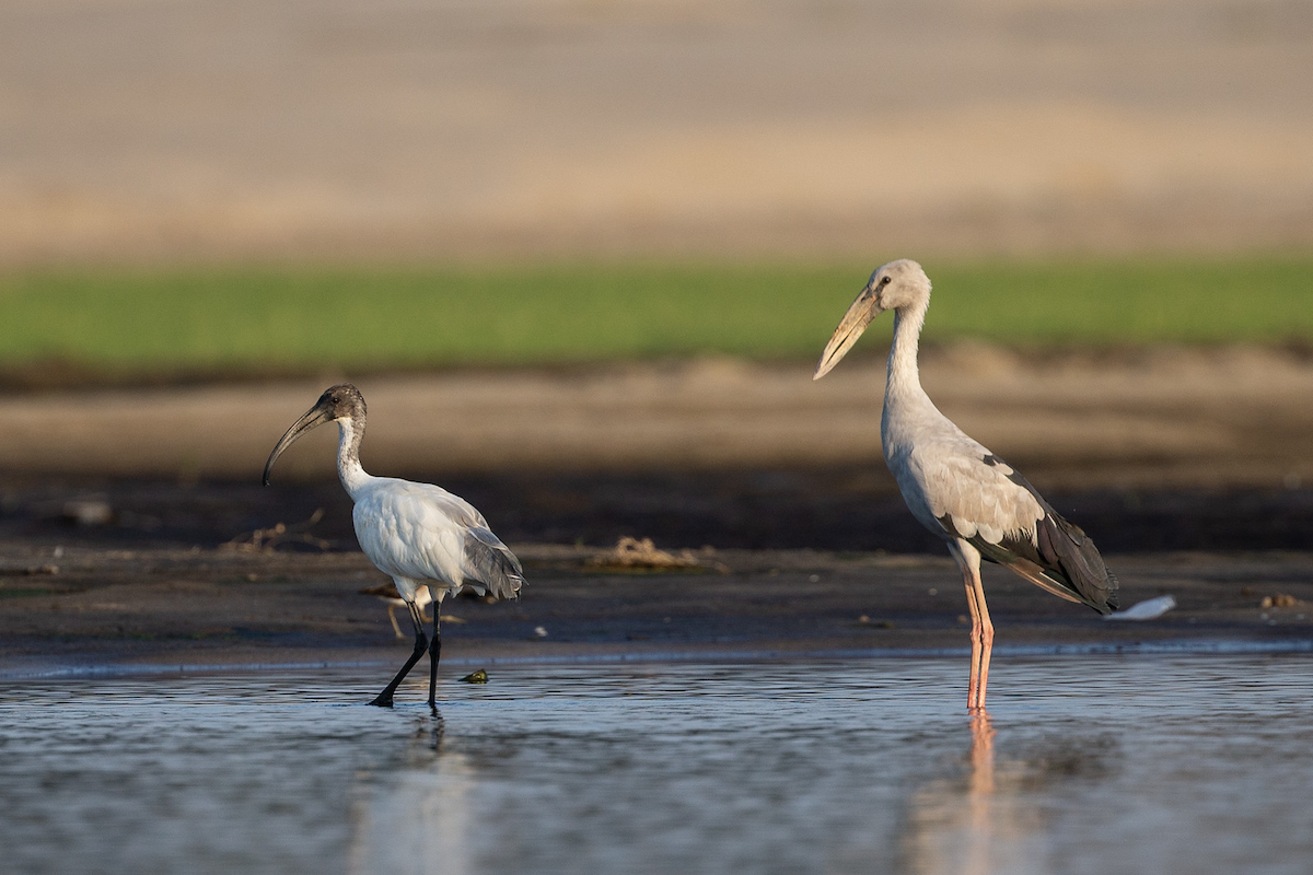 Black-headed Ibis - ML139437411