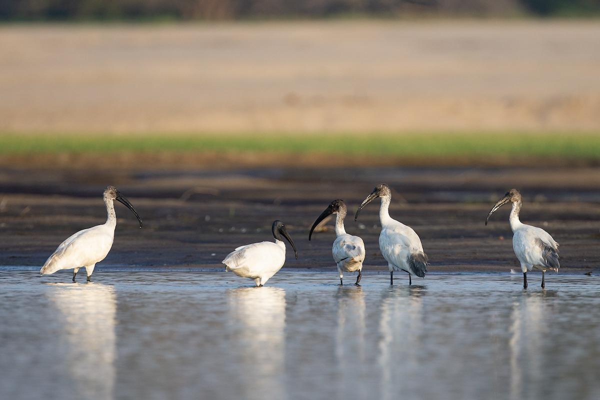 Black-headed Ibis - ML139437421