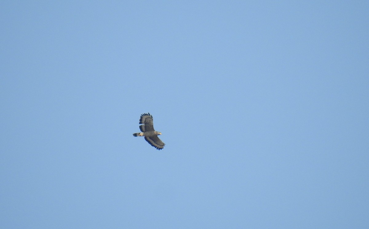 Crested Serpent-Eagle - ML139437471