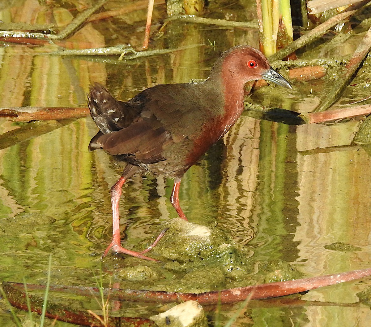 Ruddy-breasted Crake - Niel Bruce