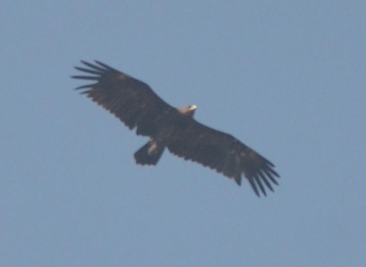 Águila Moteada - ML139438981