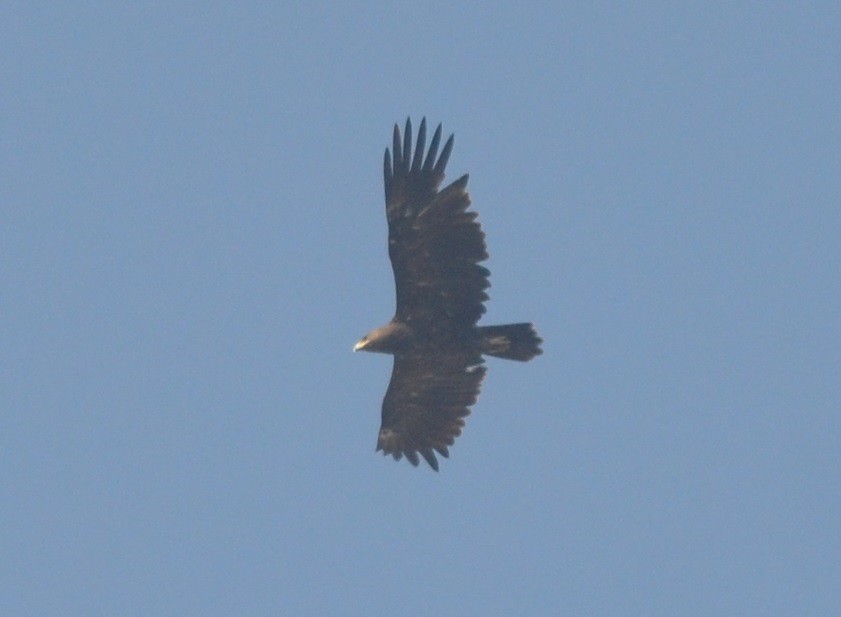 Águila Moteada - ML139438991