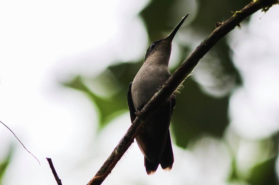 Violet-capped Woodnymph - ML139439161