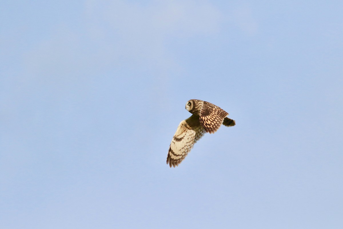 Short-eared Owl - ML139439171