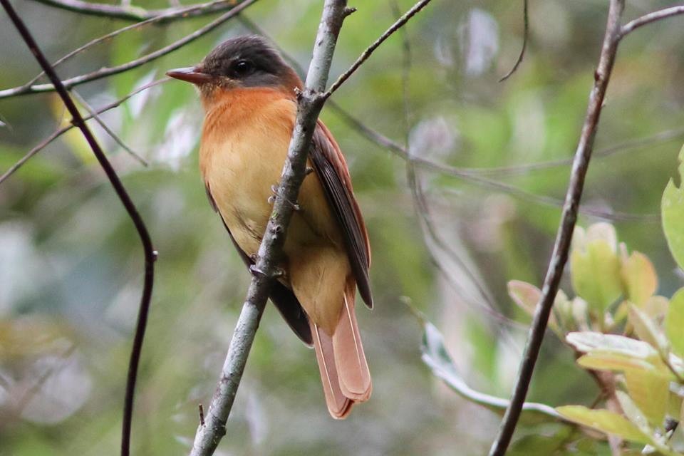 Rufous-tailed Attila - ML139439231