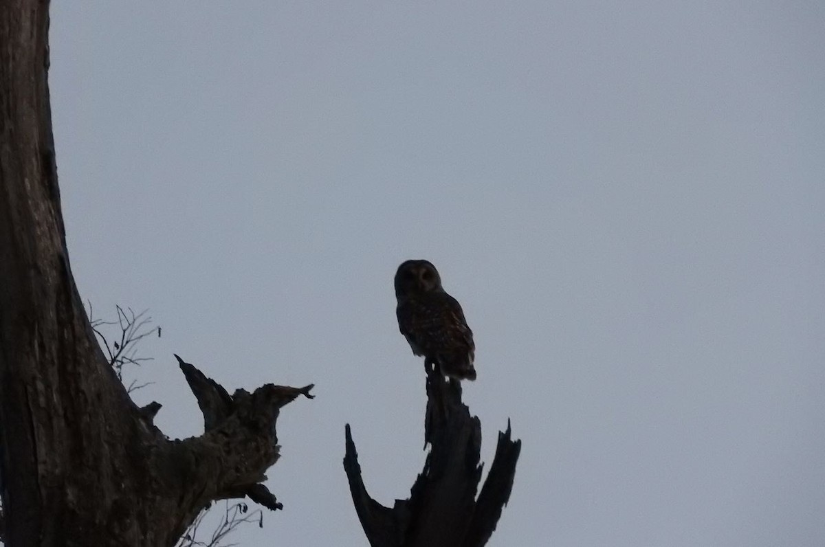 Barred Owl - Milton Hobbs