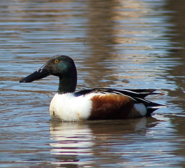 Northern Shoveler - ML139441051