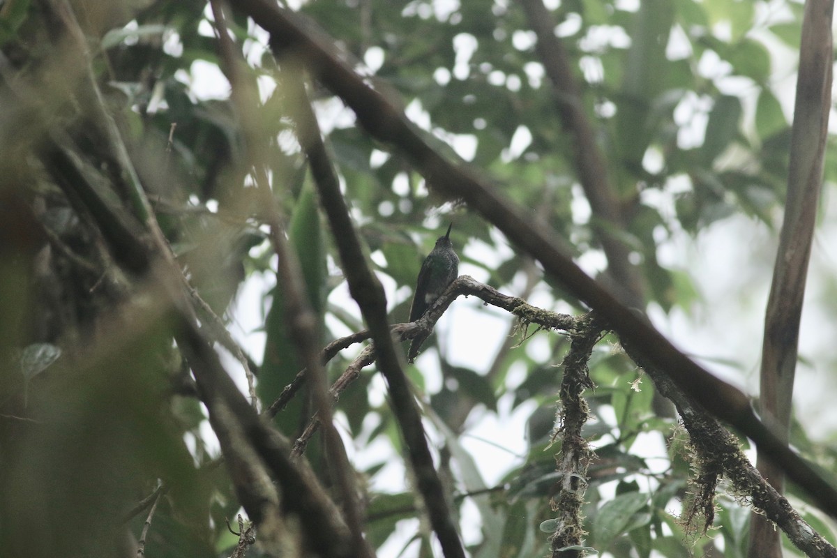 kolibřík zelenkavý - ML139441151