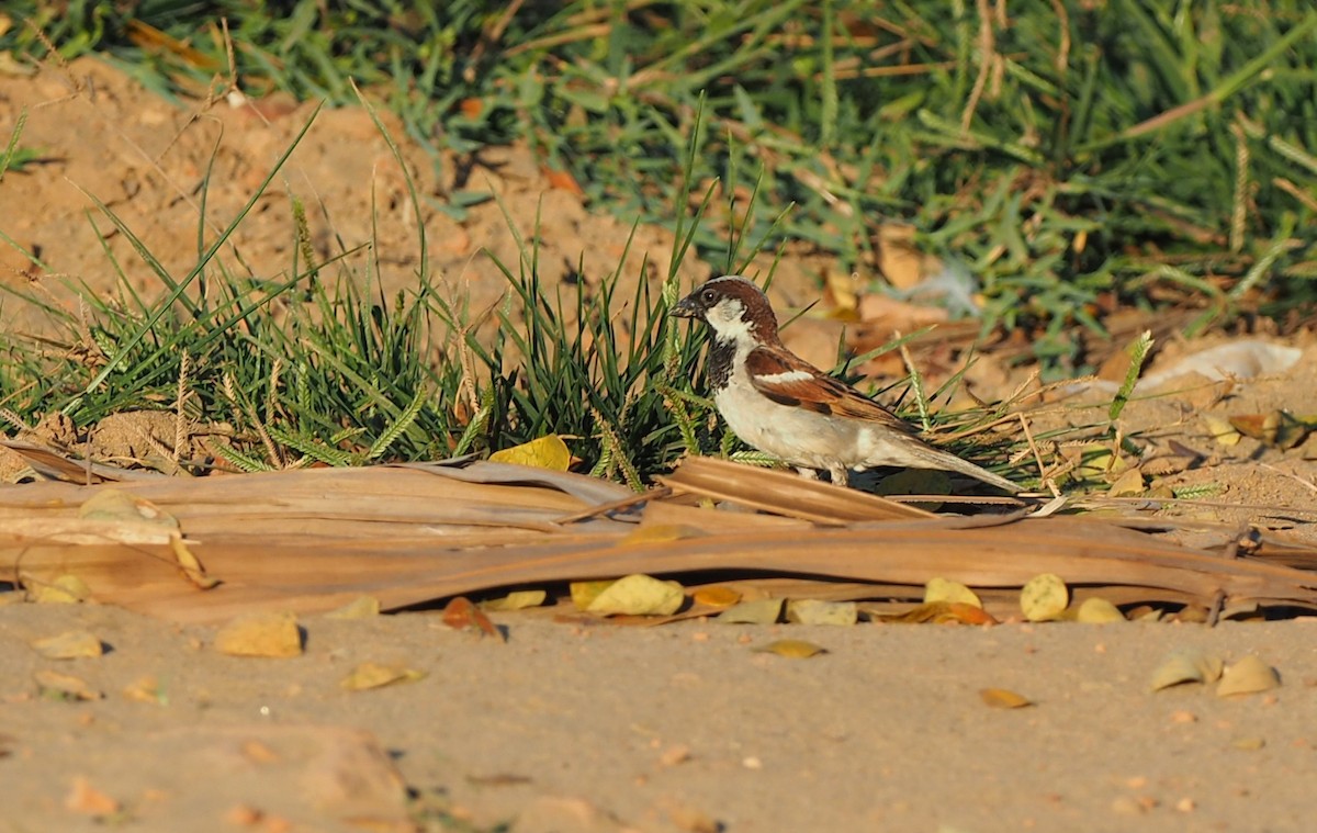 House Sparrow - ML139442801