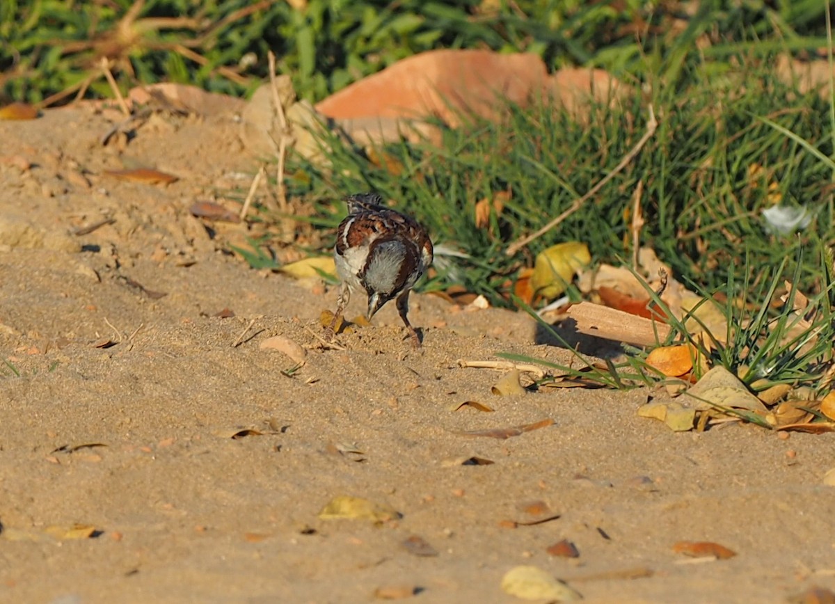 House Sparrow - ML139442961