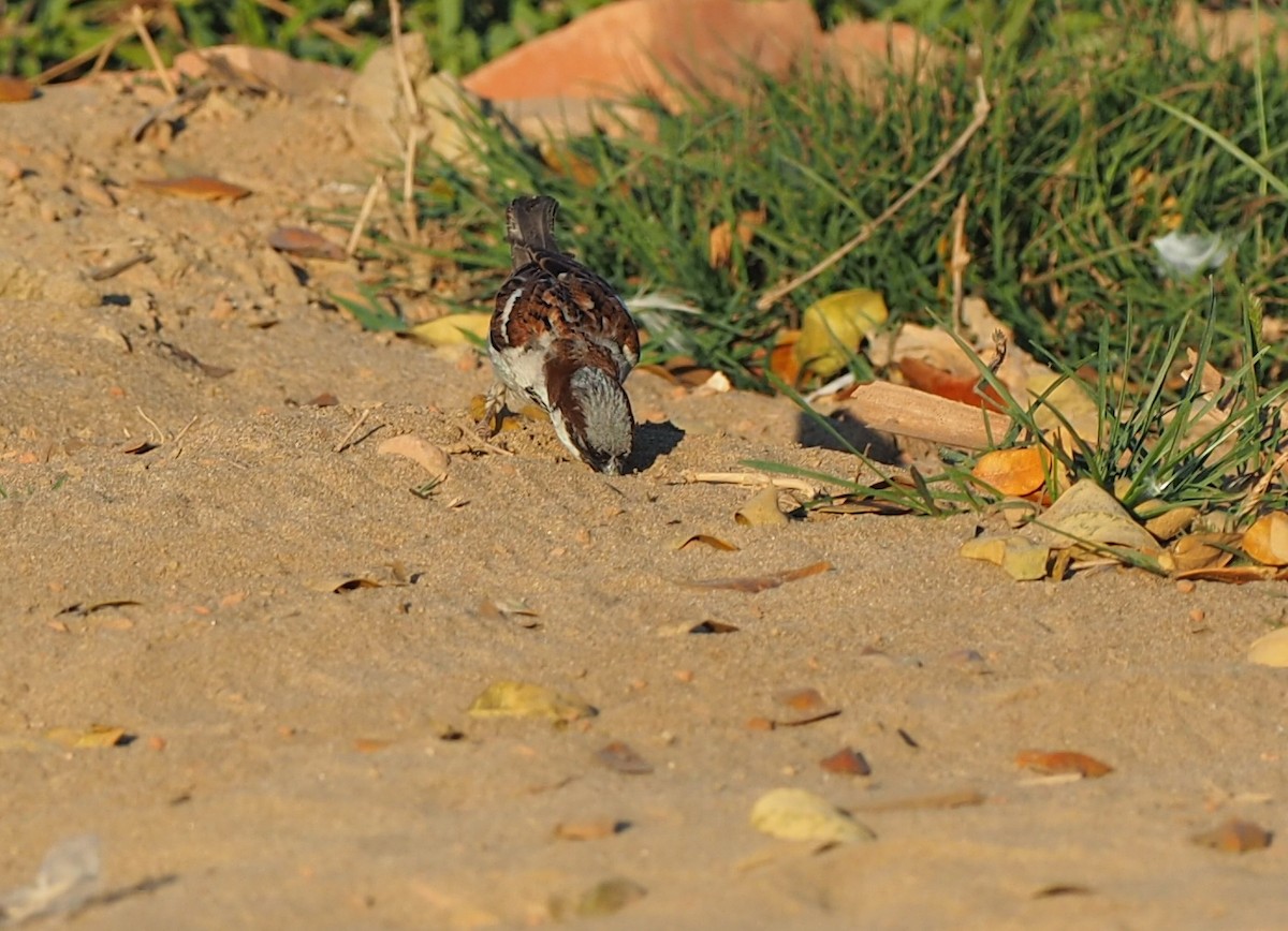 House Sparrow - ML139442971