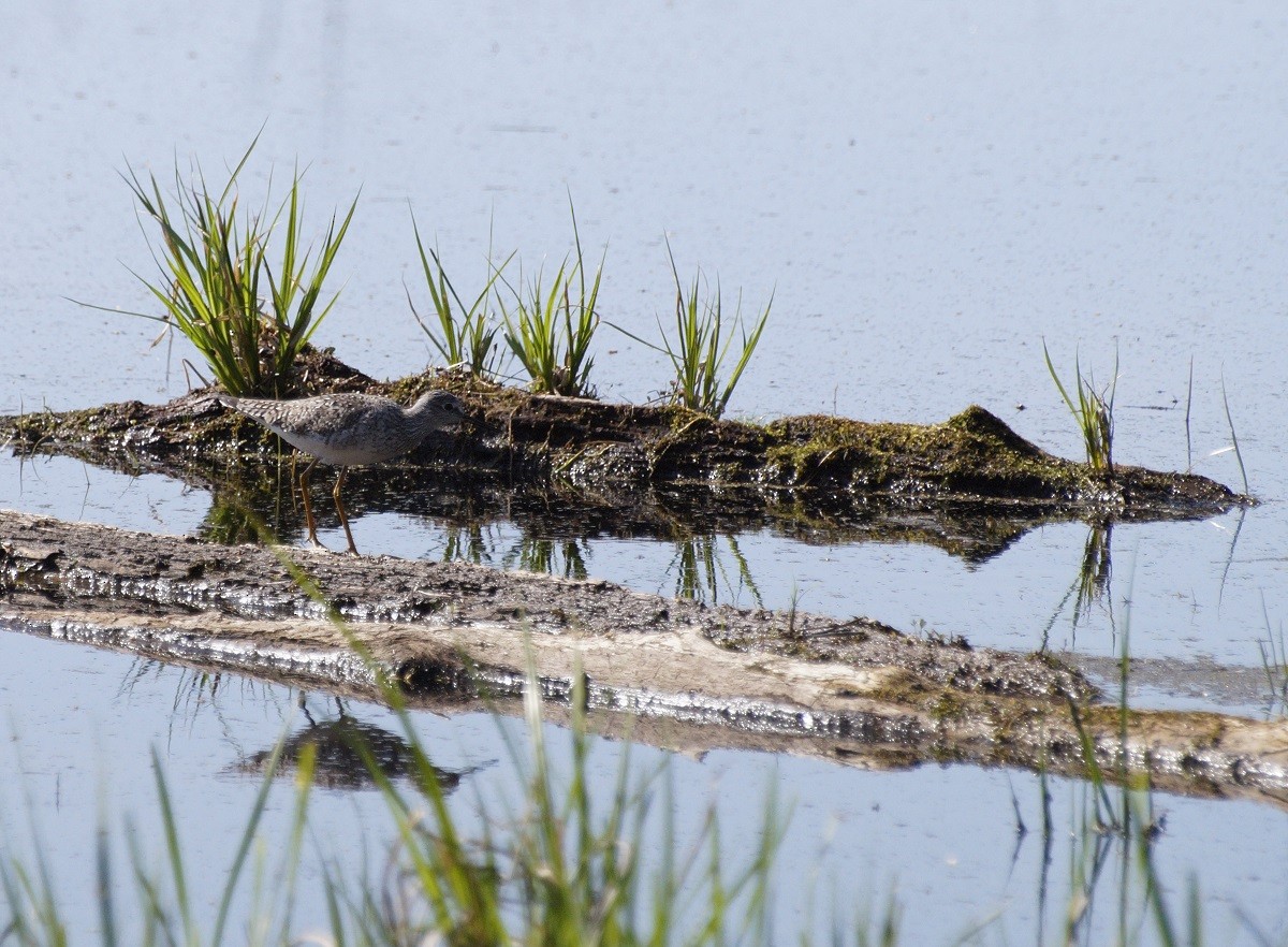 Lesser Yellowlegs - ML139443301