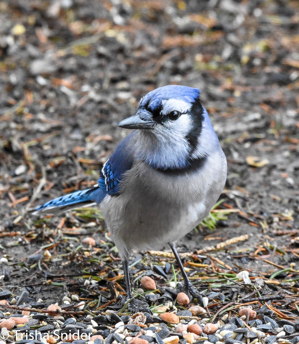 Blue Jay - Trish Snider