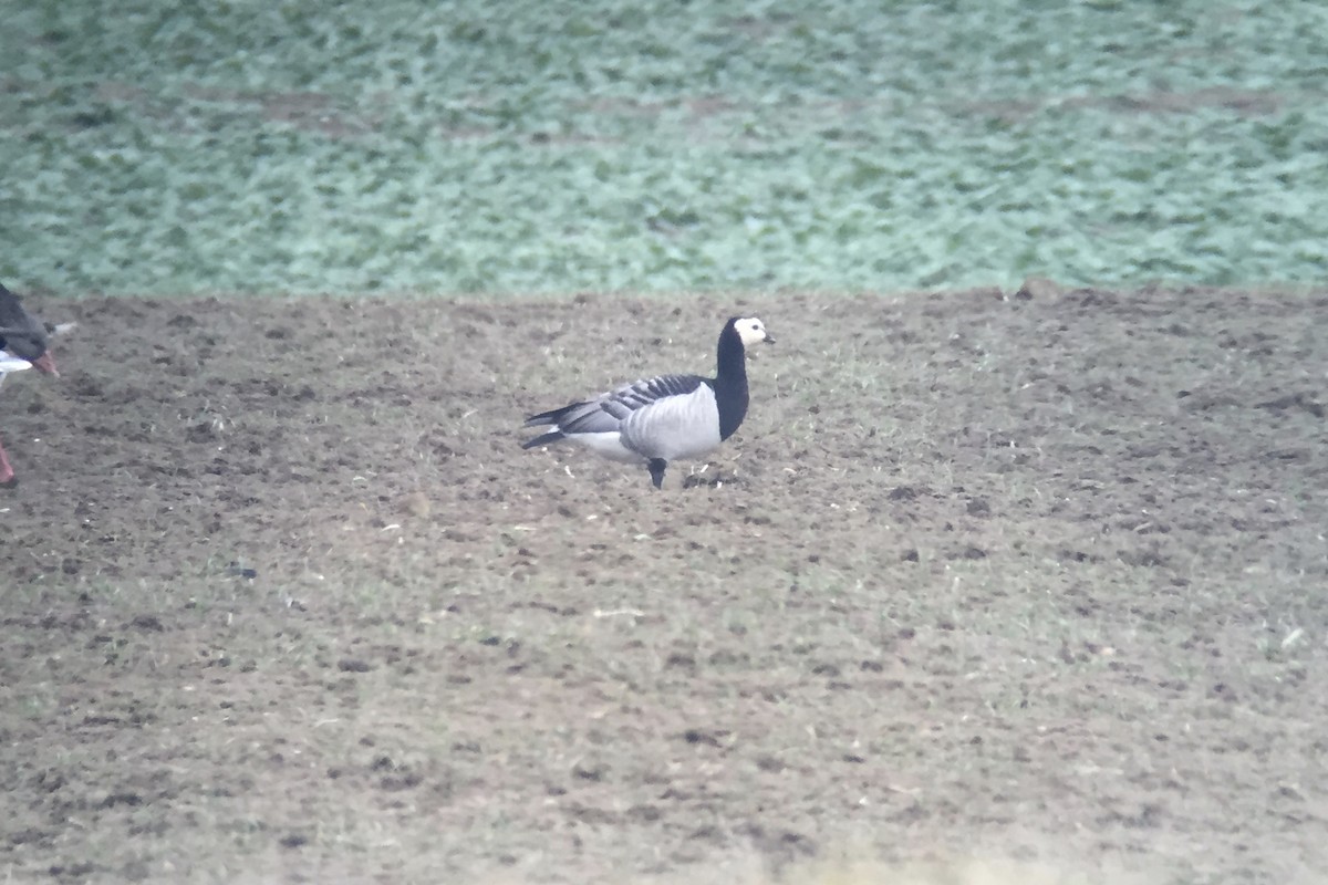 Barnacla Cariblanca - ML139444171