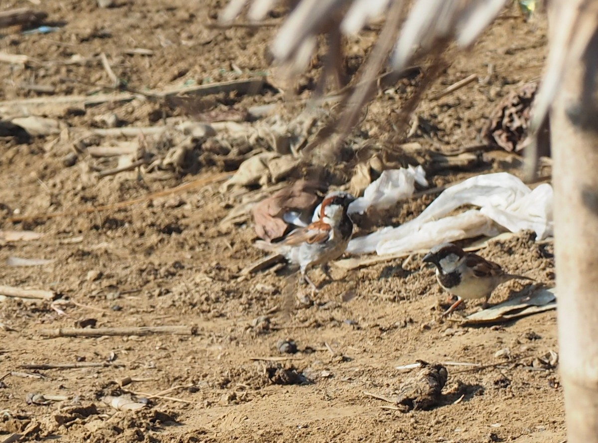 House Sparrow - ML139444201