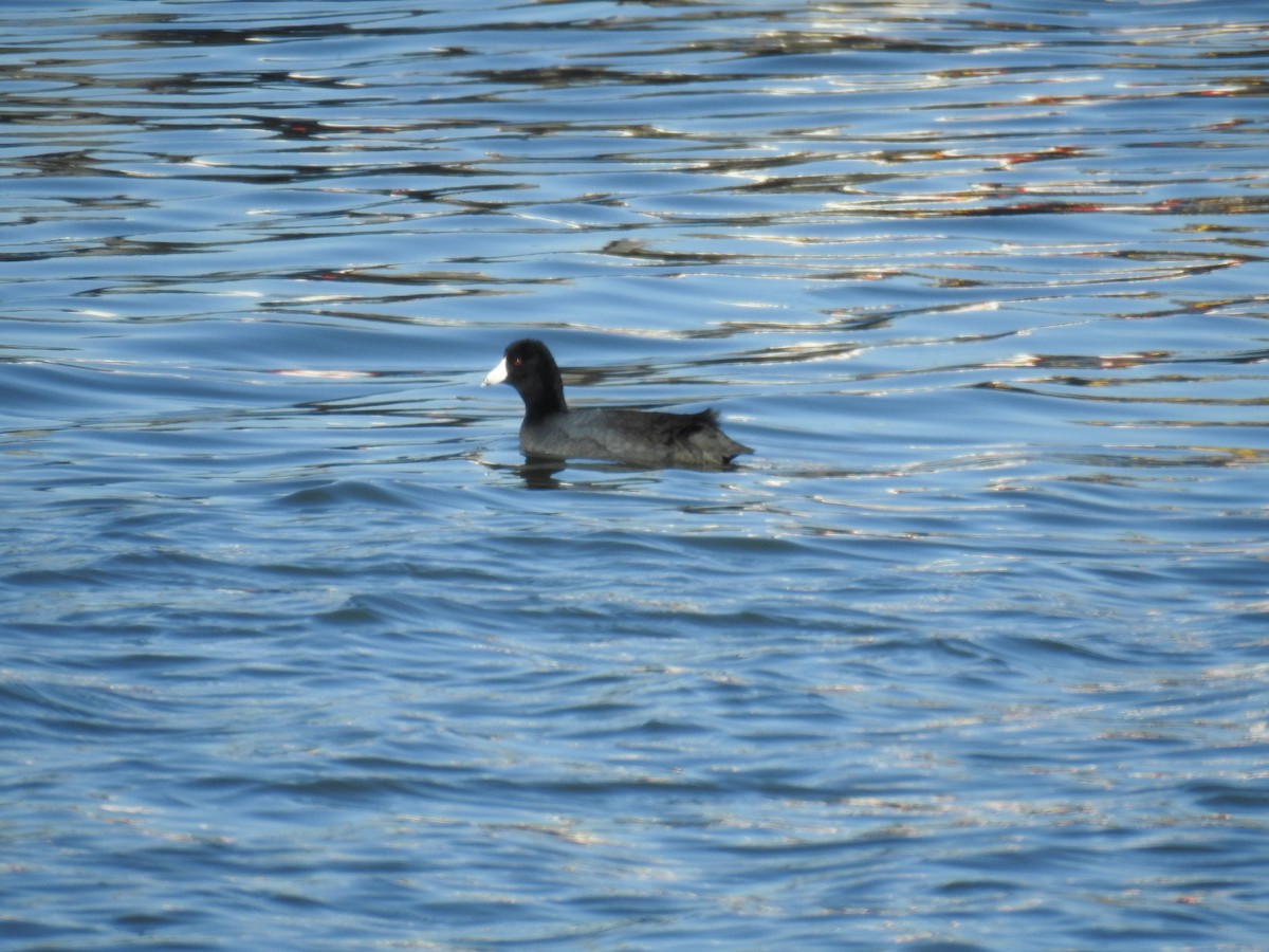 American Coot - ML139444371